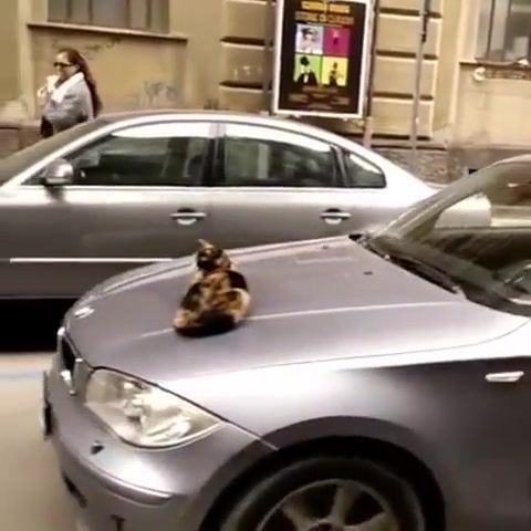 Just a cat on her slave's car, Vip, Gangsta, Black Star, Hip Hop, Funny Animals, Funny Cat, Funny Cats, Like Nigga's Do, Like A Boss, Cat, Animals Pets