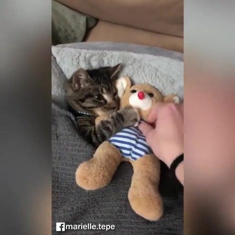 Kitten likes cuddling with its stuffed toy