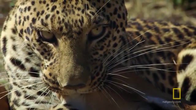 Leopard, national geographic, nat geo, natgeo, animals, wildlife, science, explore, discover, survival, nature, documentary, savage kingdom, dawn of darkness, pula hunts, an impala, female leopard, hunting, pula, leopard hunts, leopard hunts impala for a meal, leopard hunts impala, animals pets.