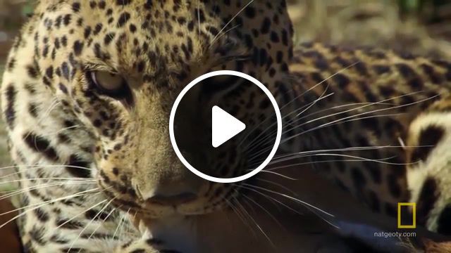 Leopard, national geographic, nat geo, natgeo, animals, wildlife, science, explore, discover, survival, nature, documentary, savage kingdom, dawn of darkness, pula hunts, an impala, female leopard, hunting, pula, leopard hunts, leopard hunts impala for a meal, leopard hunts impala, animals pets. #0
