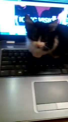 My kitten is hell's programmer 666, cats, kitten, kittens, cat, funny animals, animals pets.