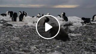 Penguin chick face plant had a bad day