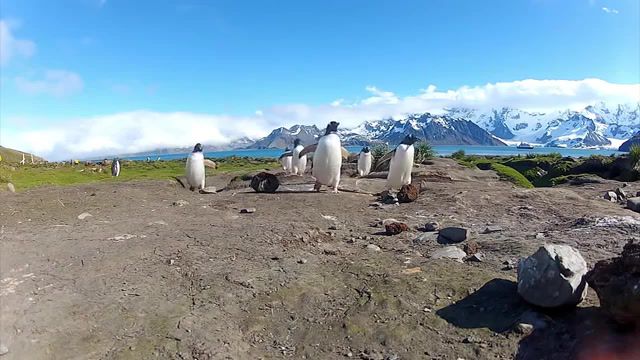 Penguin Dance Off - Video & GIFs | antarctica continent,ice,snow,penguin organism clification,penguins,rad,hd,hd cam,camera,hero 3,hero 2,gopro,animals pets