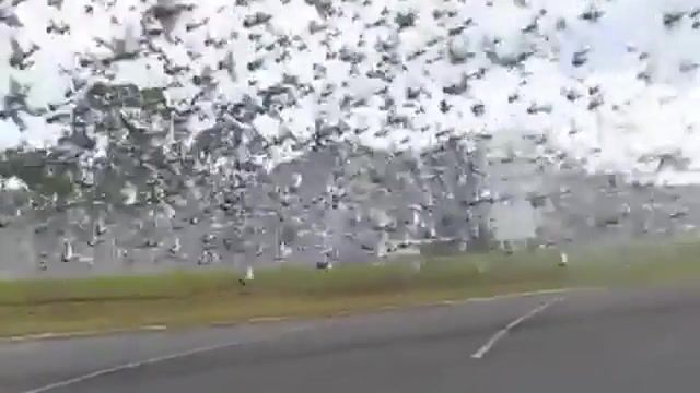Pigeons apocalypse - Video & GIFs | pigeons,o fortuna,carmina burana,apocalypse,animals pets