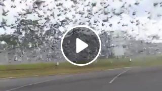 Pigeons apocalypse