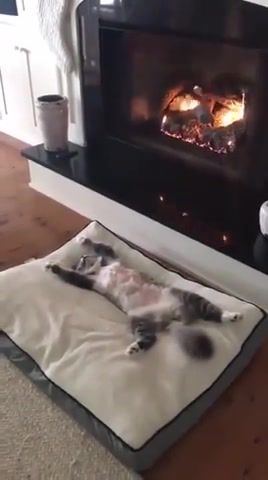 Relax, summertime, cat, lana del rey, relax, take it easy, fireplace, animals pets.