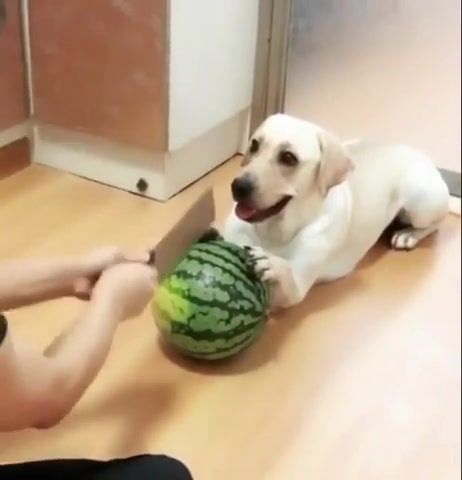 Scary movie, Dog Fail, Epic Fail, Lol, Animal, Best Moments, Watermelon, Vine, Watermelon Challenge, Knife, Dramatic, Horror, Thriller, Epic Laugh, Animals Pets