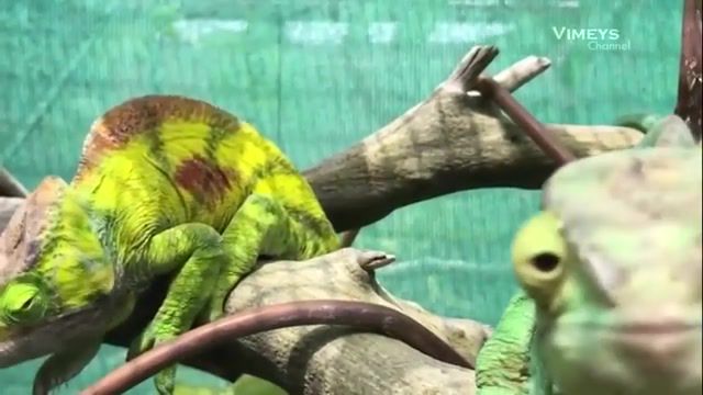 Smile - Video & GIFs | smile,you so in,funny,chameleons,animals pets