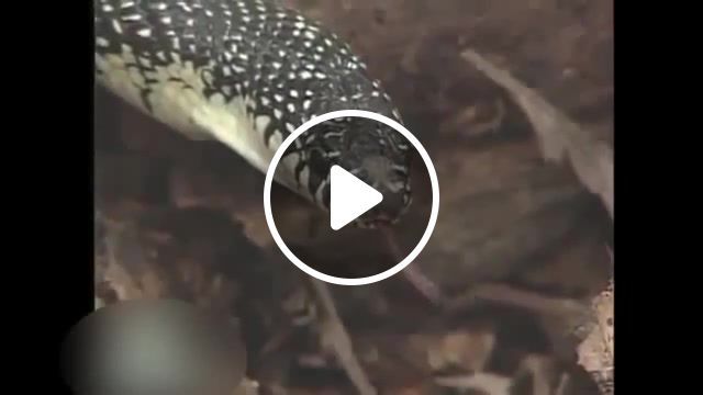 Snakes, snakes, animals, fun, funny, animals pets. #0