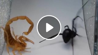 Spider vs scorpion footwork battle