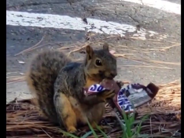 Squirrel eating snickers, Squirrel, Squirrel Eat Snickers, Squirrel And Wheel, Funny, Squirrel Runs, Animals Pets