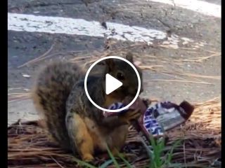 Squirrel eating snickers