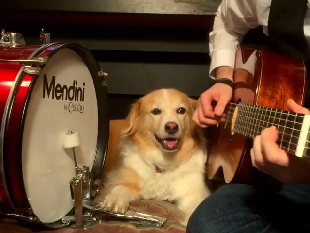 Star Wars Cantina Band w Maple on the Drums, Star Wars, Cantina Band, Guitar, Cover, Dog, Plays, Drums, Star Wars Day, May The 4th, Trench, Maple, Theme, Music, Animals Pets