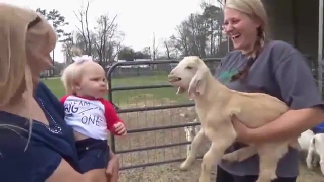 What D - Video & GIFs | baby goats,goats,baby goat,funny,cute,baby goats playing and jumping,funny goats,baby,babies,cute baby goats,cute goats,funny baby goats,goat baby,playing,jumping,pygmy,pygmy goat,pygmy goats,animal,animals,pet,pets,goat,animals pets