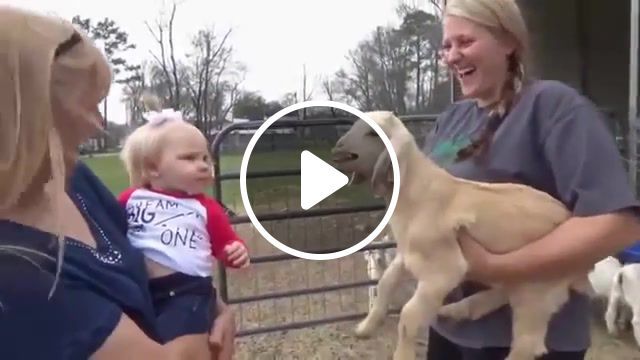 What d, baby goats, goats, baby goat, funny, cute, baby goats playing and jumping, funny goats, baby, babies, cute baby goats, cute goats, funny baby goats, goat baby, playing, jumping, pygmy, pygmy goat, pygmy goats, animal, animals, pet, pets, goat, animals pets. #0