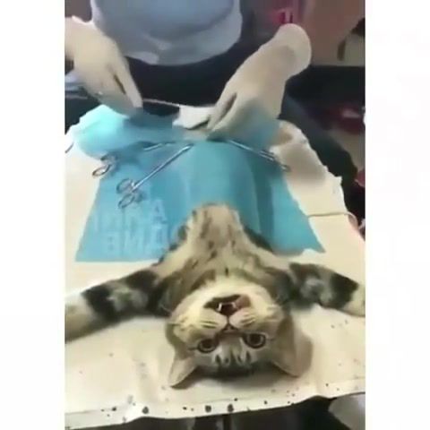 When you realize - Video & GIFs | cat,balls,castration,animals pets