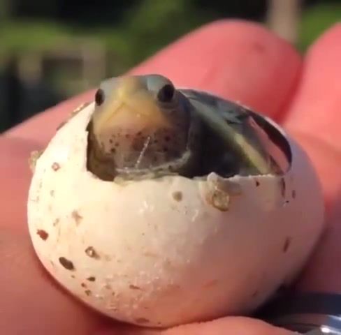 A tiny, newly born turtle, seeing the world for the first time, Animals Pets