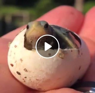 A tiny, newly born turtle, seeing the world for the first time