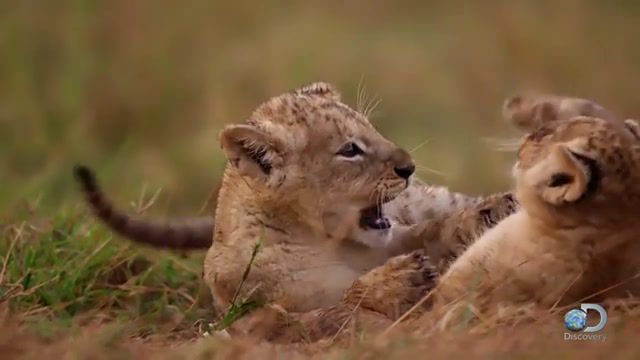 Adorable lion cubs frolic as their parents look on, nature, lion, baby, protect, family, animals, music, animals pets.