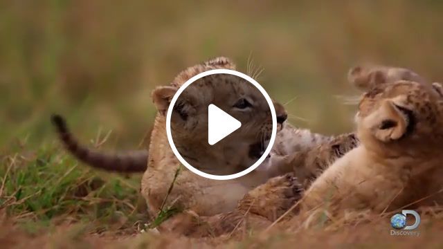 Adorable lion cubs frolic as their parents look on, nature, lion, baby, protect, family, animals, music, animals pets. #0