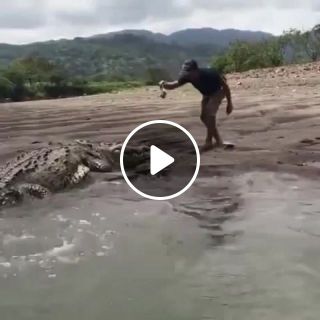Beautiful Alligator