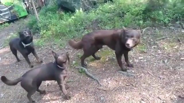 Believe me, they are alive - Video & GIFs | troll,wtf,pets,eleprimer,memes,funny,dogs,dog,girl,meme,let's go,nature,animals,run,forest,awolnation,animals pets