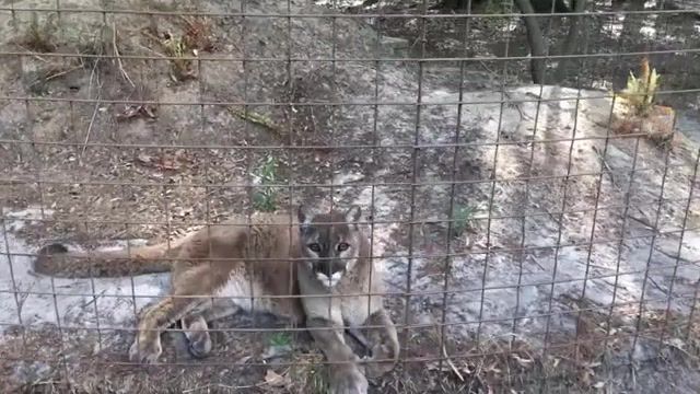 BIG CATS Also Purrs and Meows, Big Cat Rescue, Big Cats, Cats, Cat, Animals, Animal, Animal Sanctuary, Sounds, Meow, Trill, Caracal, Conservation, Tampa, Florida, Cute, Funny, Cuteness Overload, Cyrus, Wild Animals, Wild Life, Pets, Animals Pets