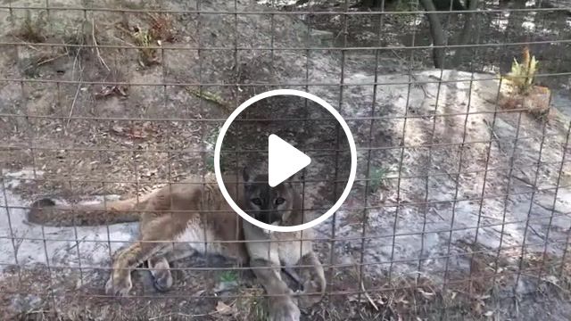 Big cats also purrs and meows, big cat rescue, big cats, cats, cat, animals, animal, animal sanctuary, sounds, meow, trill, caracal, conservation, tampa, florida, cute, funny, cuteness overload, cyrus, wild animals, wild life, pets, animals pets. #1