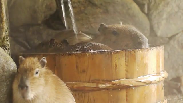 Bliss. Bath. Bathing. Hot Tub. Capybara. Capybara Spa. Capybara Bath. Animal. Animals. Bliss. Happiness. Happy. Sweet. Fun. Funny. Relaxing. Odesza. Animals Pets.