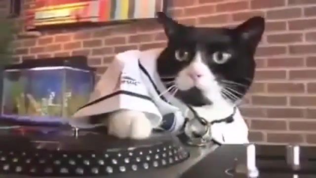 Cat DJ Freestyler