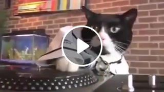 Cat DJ Freestyler