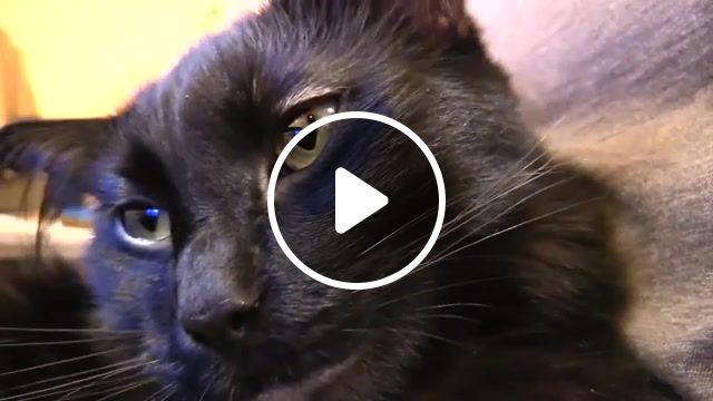 Cat purring, cats, cat, funny cat, cole and marmalade, cat logic, cat purring, purr, meow, roar, cat purrs, relaxation, compilation, therapy, anti depressant, cute, adorable, happy cat, love, cat loves owner, animals pets. #1