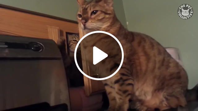 Cats, the pet collective, pet collective, funny, cat, cats, kitten, kittens, animals, pet, pets, adorable pets, amazing pets, hilarious pets, funny pets, entertaining pets, top pets, funny pet compilation, deadly cats compilation, animals pets. #0