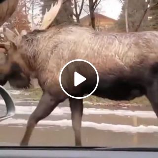 Cool as a moose