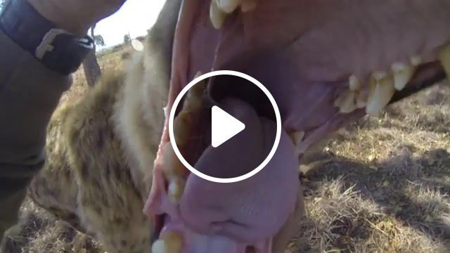 Crazy hyenas wup, fun, wildlife, scary movie, wup, hyenas, animals pets. #0