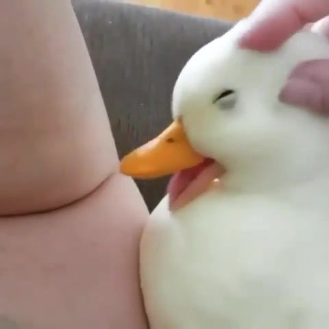 Duck Funny, Animals Pets