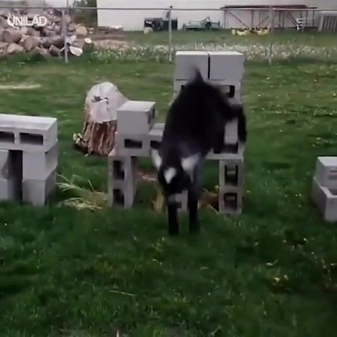 Goat parkour, Goat, Little Goats, Parkour, Funny, Animals, Animal, Remember The Name, Animal Jump, Animal Jump Fails, Mike Shinoda, Lovely Animal, Animals Pets