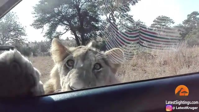 Hello from the lion, Animals, Wildlife, Lion, Lion Tries To Get In Car, Safaris, Safari Tour, Funny, Raw Footage, Lion Safari, Lion Vs Car, Lion Shows Tourist Why To Keep Windows Closed, Bite, Scream, Door, Open, Scary, Car, Tour, Life, Animals Pets