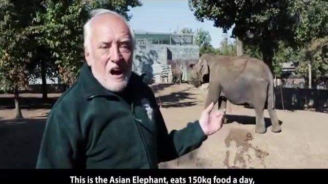 Hide the pain HAROLD and asian elephant 150kg food 100kg shit day - Video & GIFs | hide the pain harold,hide the pain harold meme,hide the pain,harold,nyiregyhaza,zoo,nyiregyhaza zoo,nyiregyhazi allatpark,allatpark,nyiregyhaza sosto,sosto,hungary,hungary country,tapir,hide the pain smile,asian elephant,elephant,animals pets