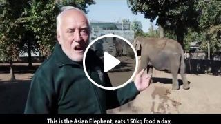 Hide the pain HAROLD and asian elephant 150kg food 100kg shit day