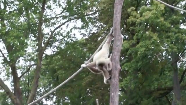 Highway Dreams - Video & GIFs | zoo d'amiens,gibbon,animals pets