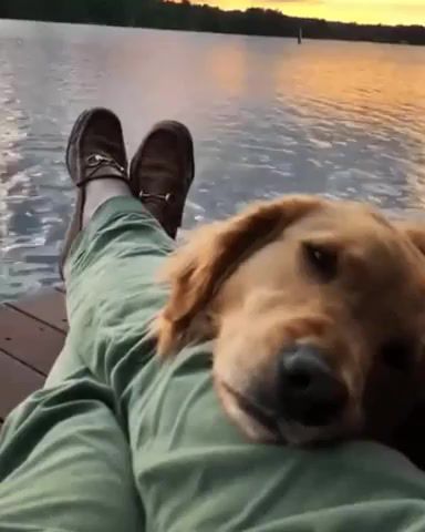 Just relax, dog, water, relaxing, animals pets.