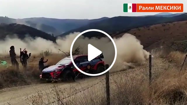 Lucky dog wrc, wrc, lucky, dog, mad, cool, rally, mexico, animals pets. #0