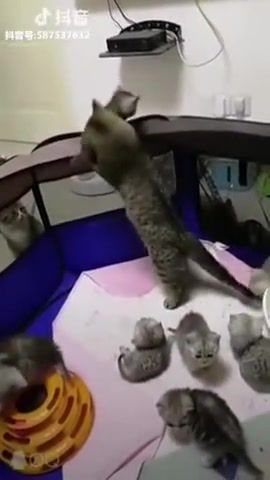 Momma cat saves her kitten from falling over, Dangers, Height, Rock, Cliff, Mom, Over, Falling, Fall, Animals, Animal, Pets, Pet, Kitten, Hero, Help, Saves, Safe, Save, Cats, Cat, Animals Pets