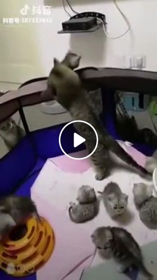 Momma cat saves her kitten from falling over