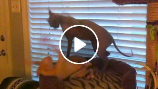 Naked Cat Slap Fight