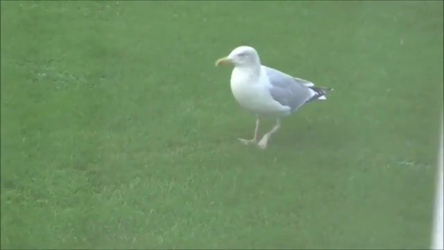 Twist seagull, animals pets.