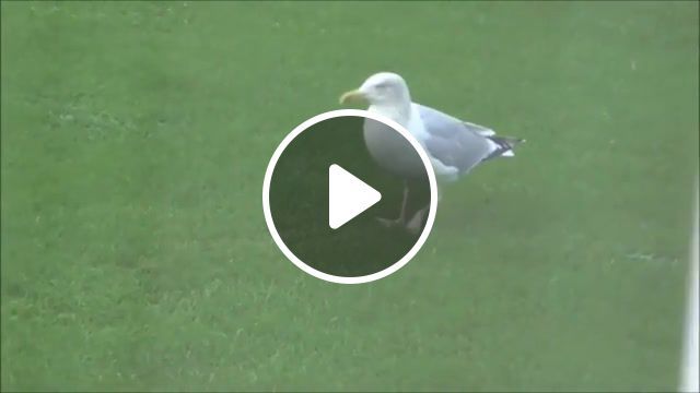 Twist seagull, animals pets. #0