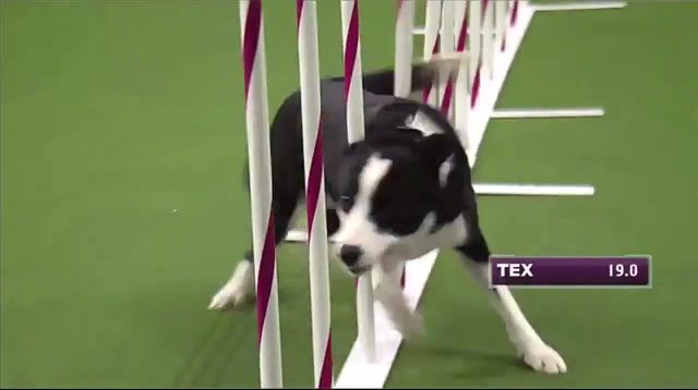 Watch Border Collie, Tex, Win Masters Agility Championship, New York, Fox Sports 1, Fox Sports, Fox, Winning Run, Highlight, Agility, Border Collie, Tex, Show, Dog, Westminster, Westminster Dog Show, Animals Pets