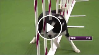 Watch Border Collie, Tex, Win Masters Agility Championship